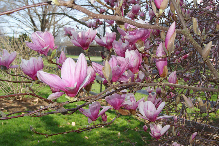 Saucer Magnolia Photograph by Margie Avellino