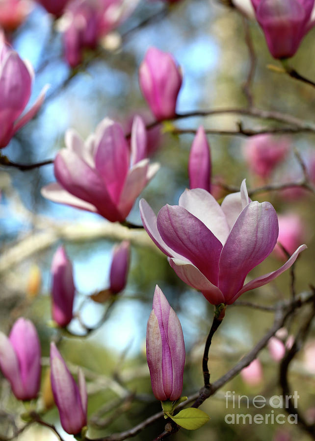 Saucer Magnolia Time Photograph by Carol Groenen