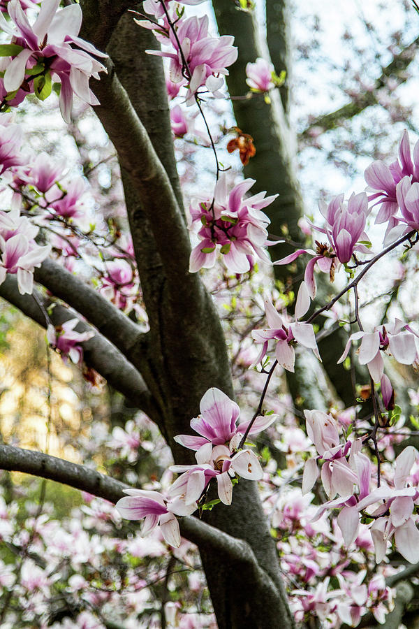 Saucer Magnolias In Central Park Photograph