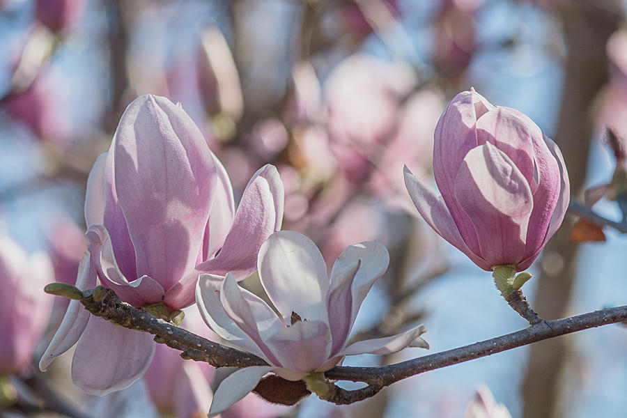 Saucer Magnolias Photograph by Teresa Wilson