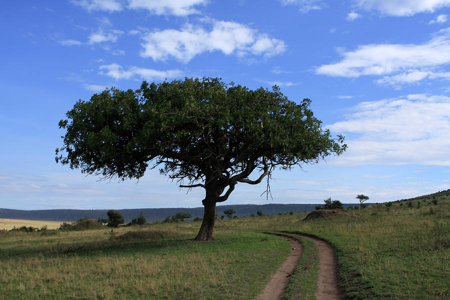 Sausage Tree, Masai Mara National Park Photograph by Aidan Moran