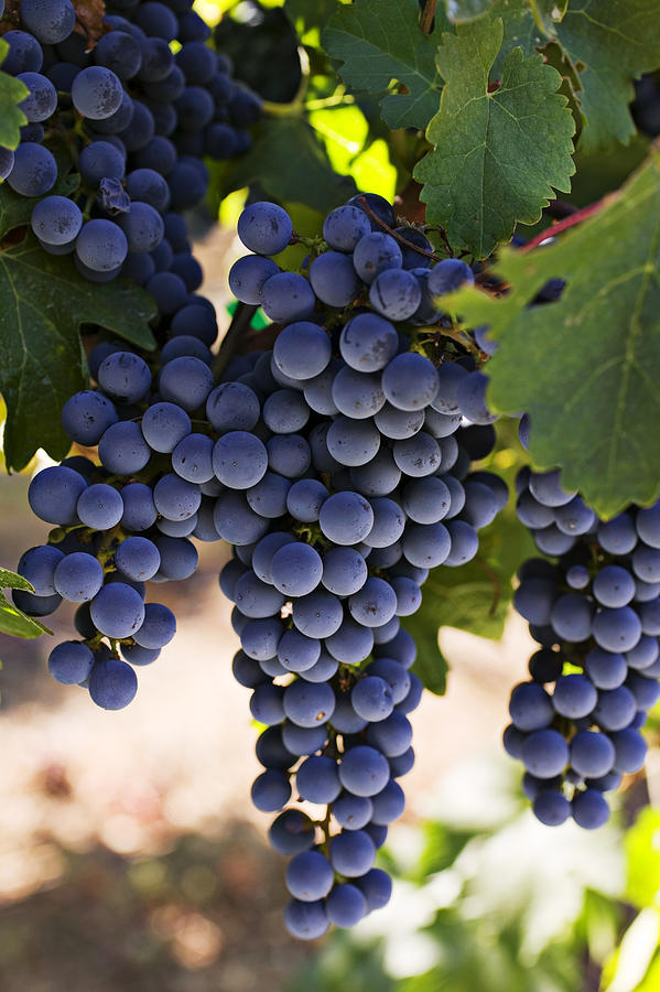 Grape Photograph - Sauvignon grapes by Garry Gay