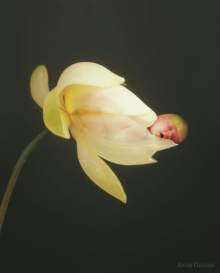 Savanna in a Lotus Flower Photograph by Anne Geddes