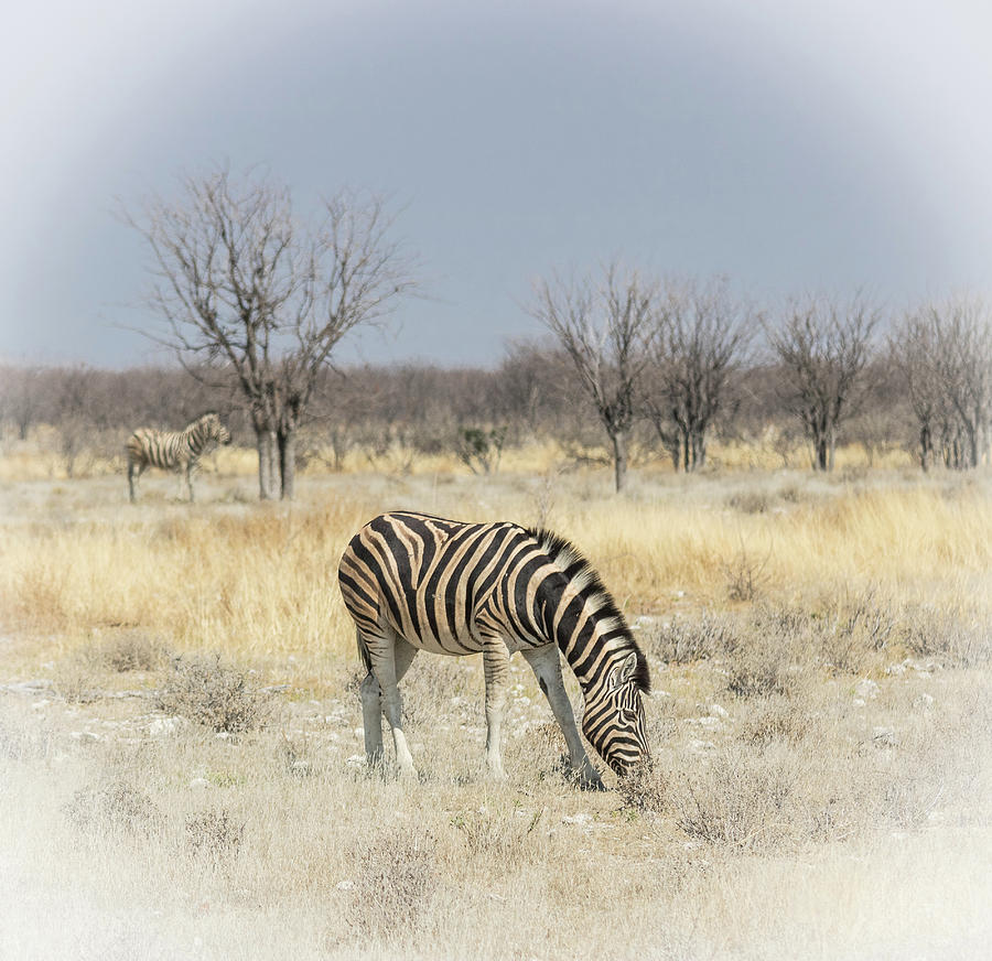 Savanna Zebra Photograph by Rich Isaacman