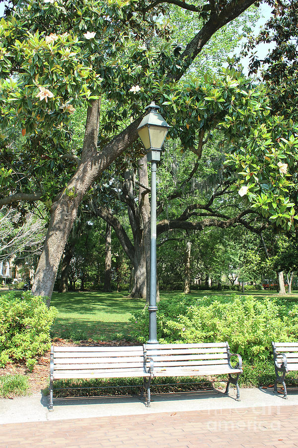 Savannah Bench with Lamppost and Magnolias Photograph by Carol Groenen