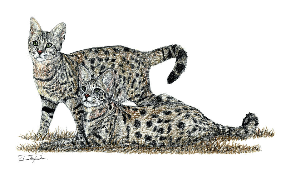 Savannah Cat Drawing by Dan Pearce - Pixels