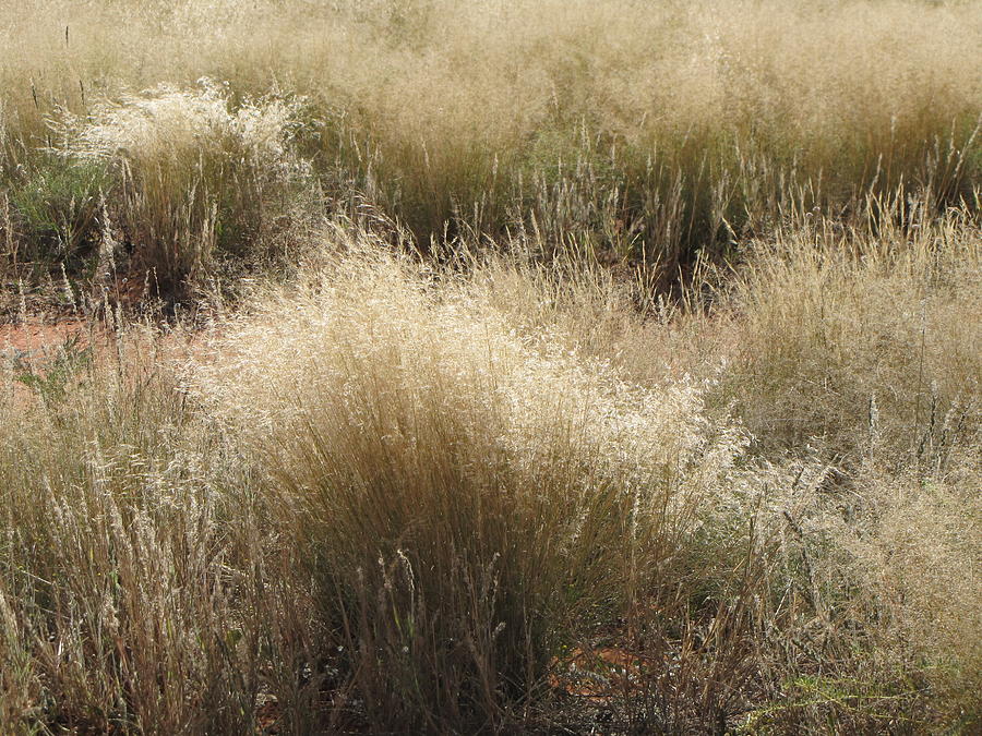 Savannah Grass Photograph by Charles Ray