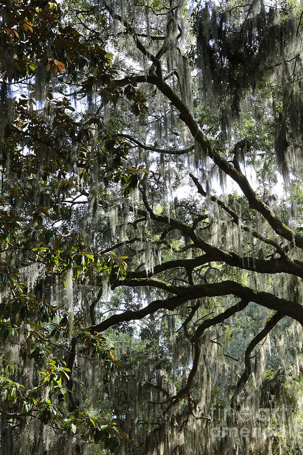 Tree Photograph - Savannah Green Leaves by Carol Groenen