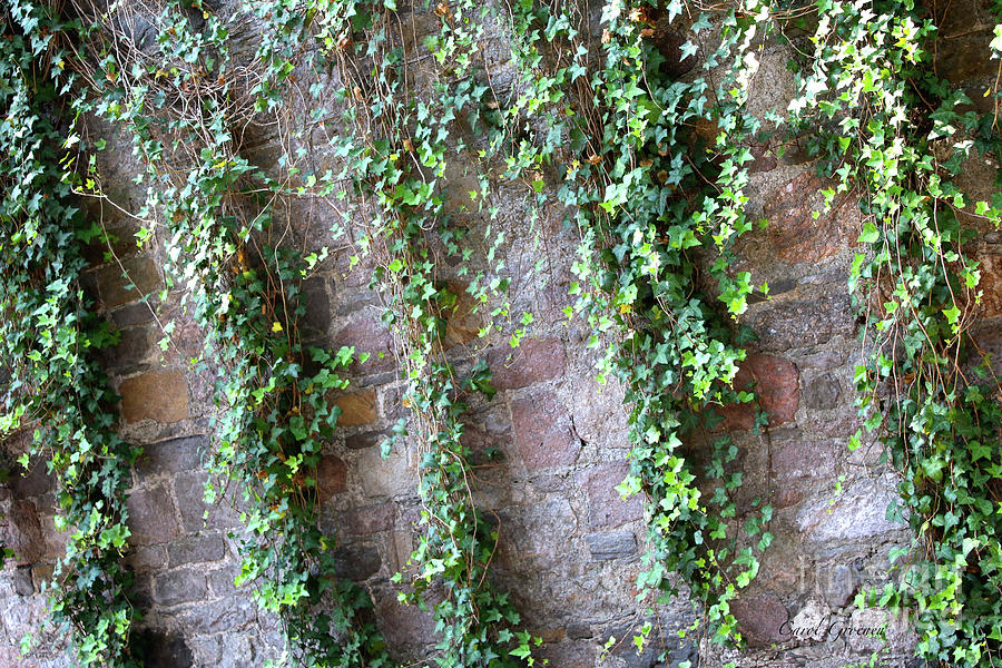 Savannah Ivy Wall Photograph by Carol Groenen