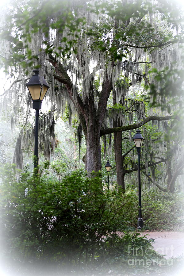 Savannah Mist Photograph by Carol Groenen