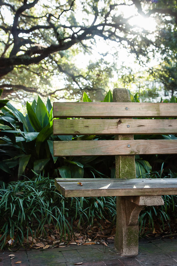 Tree Photograph - Savannah Park Bench by Erin Cadigan