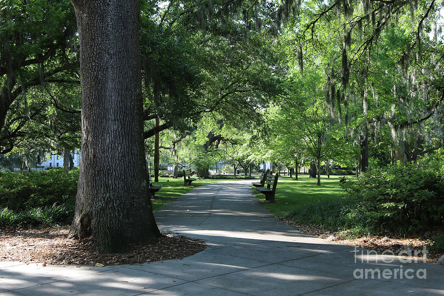 Savannah Park Walkaround Photograph by Carol Groenen