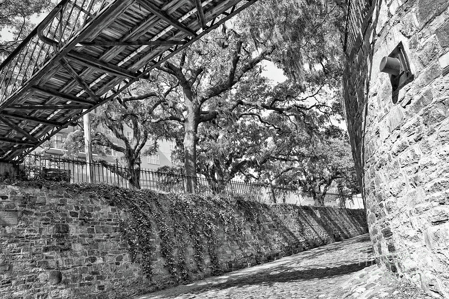 Savannah Perspective - Black And White Photograph