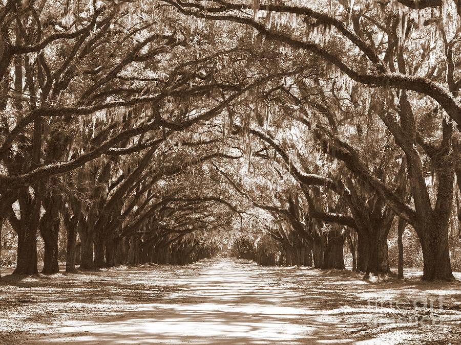 Savannah Sepia - Glorious Oaks Photograph by Carol Groenen