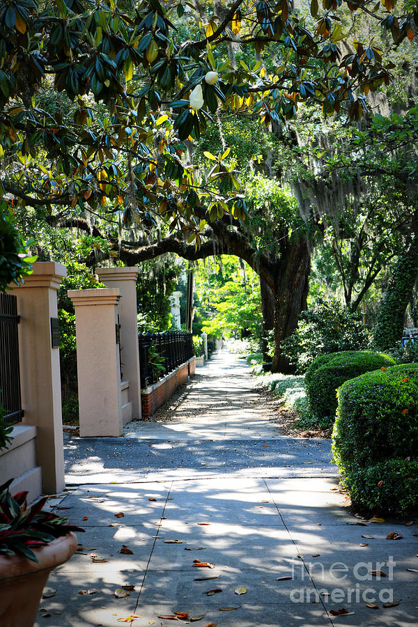 Savannah Sidewalk with Magnolia Tree Photograph by Carol Groenen