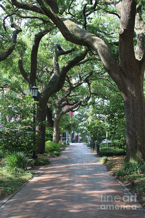 Savannah Sidewalk with Trees Photograph by Carol Groenen