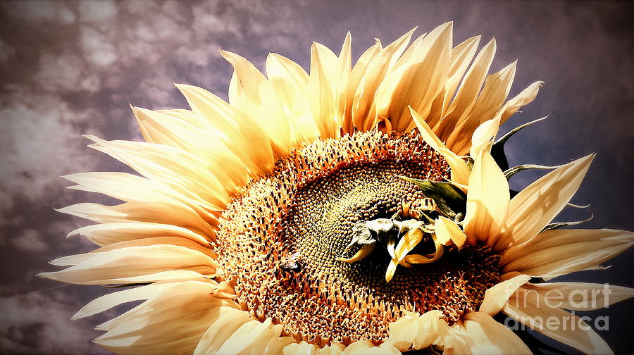 Savannah Skies - Sunflower  Photograph by Janine Riley