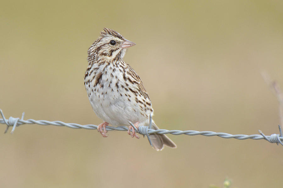 Savannah Sparrow Photograph by Alan Lenk