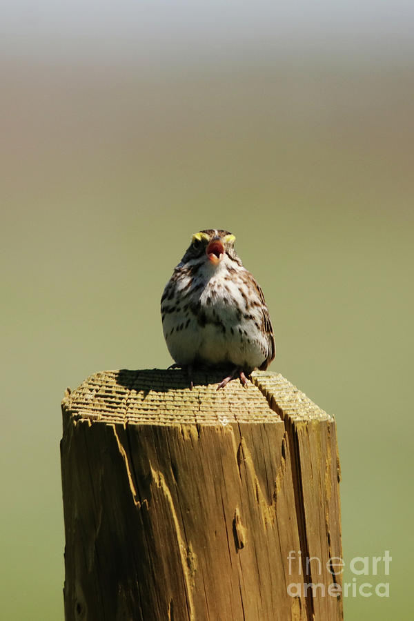 Savannah Sparrow Photograph by Alyce Taylor