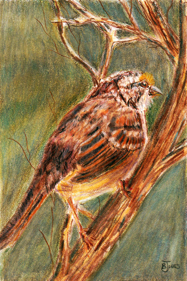Savannah Sparrow Painting by Barry Jones
