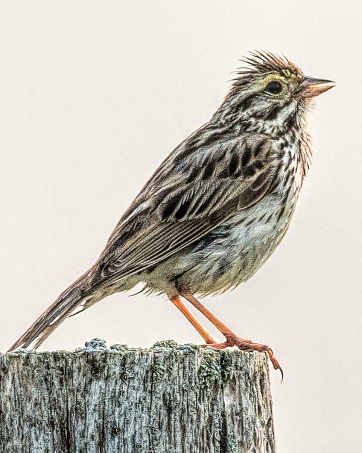 Savannah Sparrow by Glenn Springer Savannah Sparrow by Glenn Springer