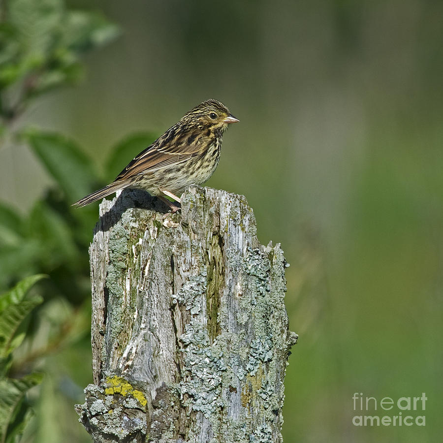 Nature Photograph - Savannah Sparrow.. by Nina Stavlund