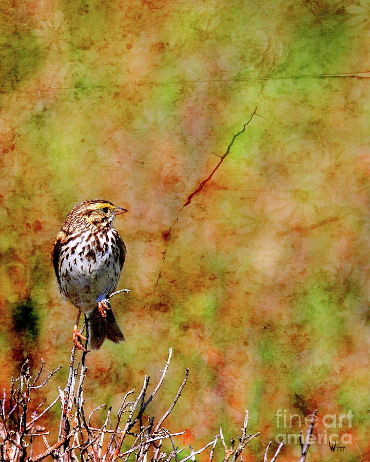 Savannah Sparrow . Texture . 40D5883 Photograph by Wingsdomain Art and Photography
