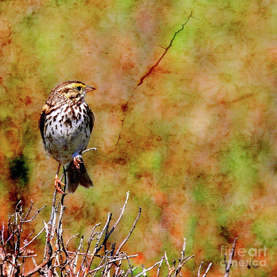 Savannah Sparrow . Texture . Square . 40D5883 Photograph by Wingsdomain Art and Photography