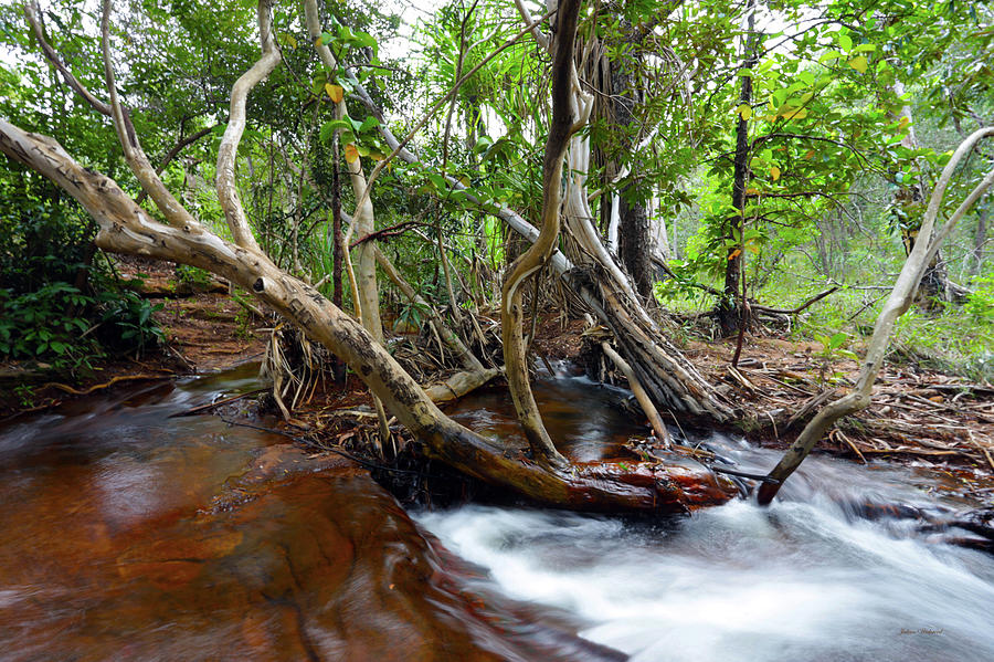 Savannah Stream - Australia Photograph by Julian Wicksteed