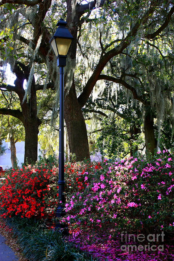 Savannah Street Lamp in Springtime Photograph by Carol Groenen