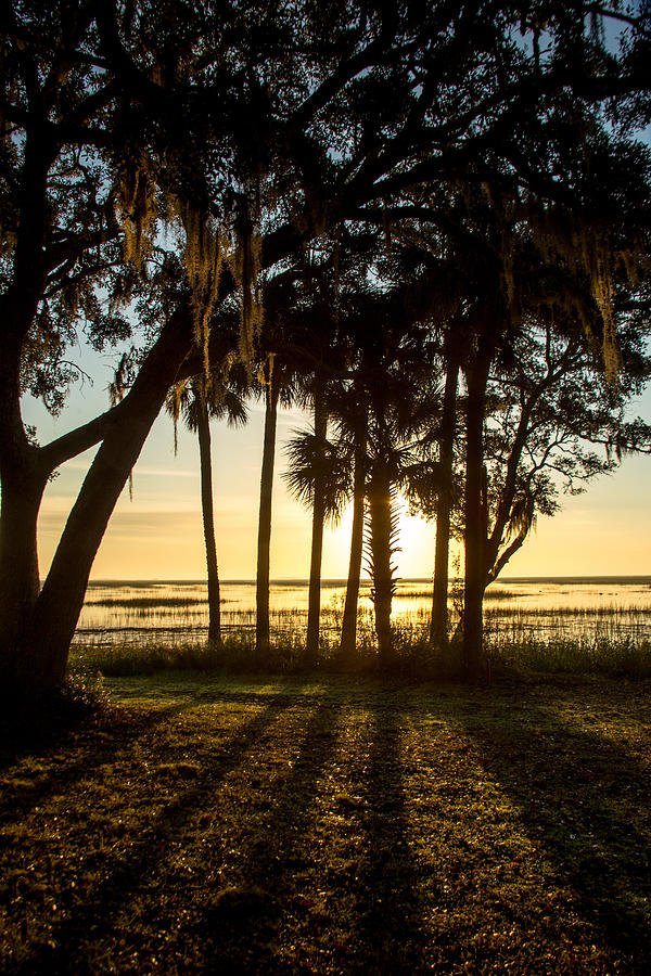 Savannah Sunrise 01 Photograph by Brent L Ander
