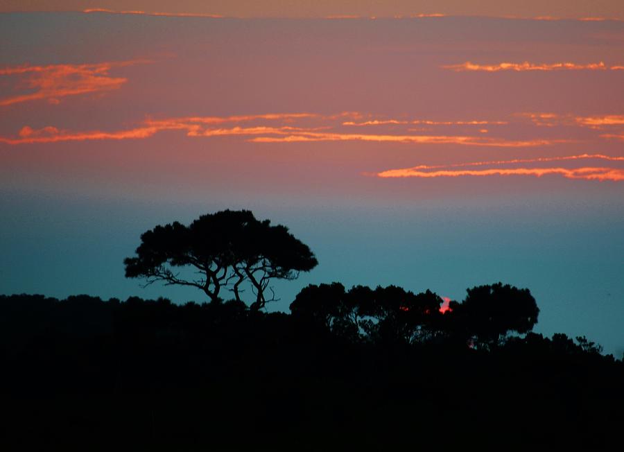 Savannah Sunset Photograph by Billy Beck