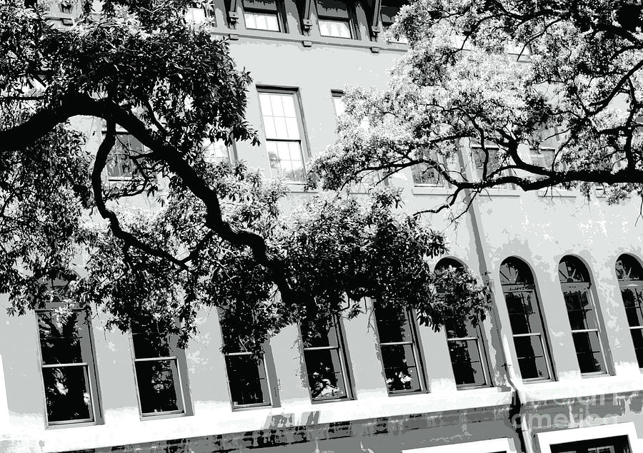 Savannah Windows and Branches Black and White Photograph by Carol Groenen