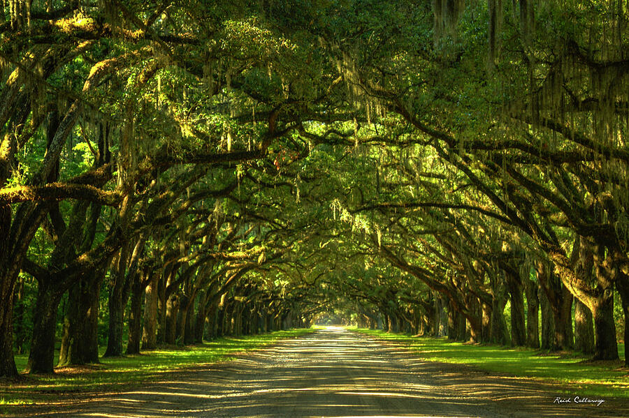 Savannah Wormsloe Plantation Live Oak Alley Art Photograph by Reid Callaway