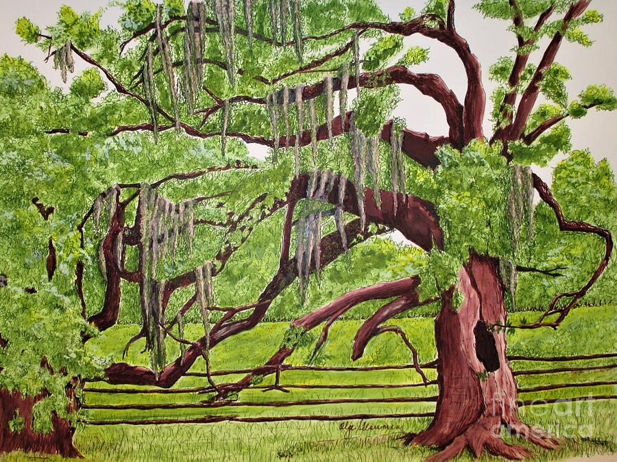 Savannahs Spanish Moss Drawing by Olga Silverman