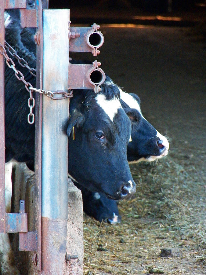 Cow Photograph - Save Me From the Stench by Jennifer Robin
