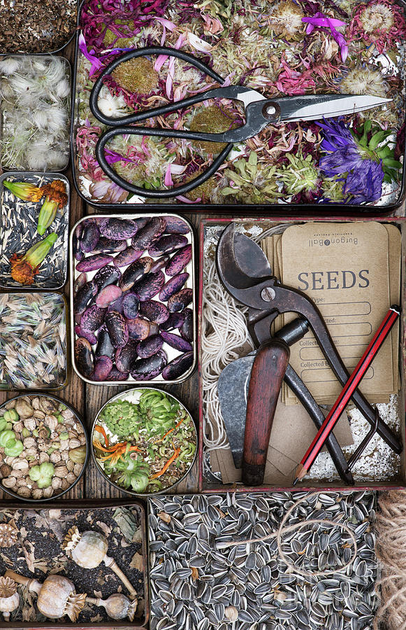 Pattern Photograph - Saving Seeds by Tim Gainey