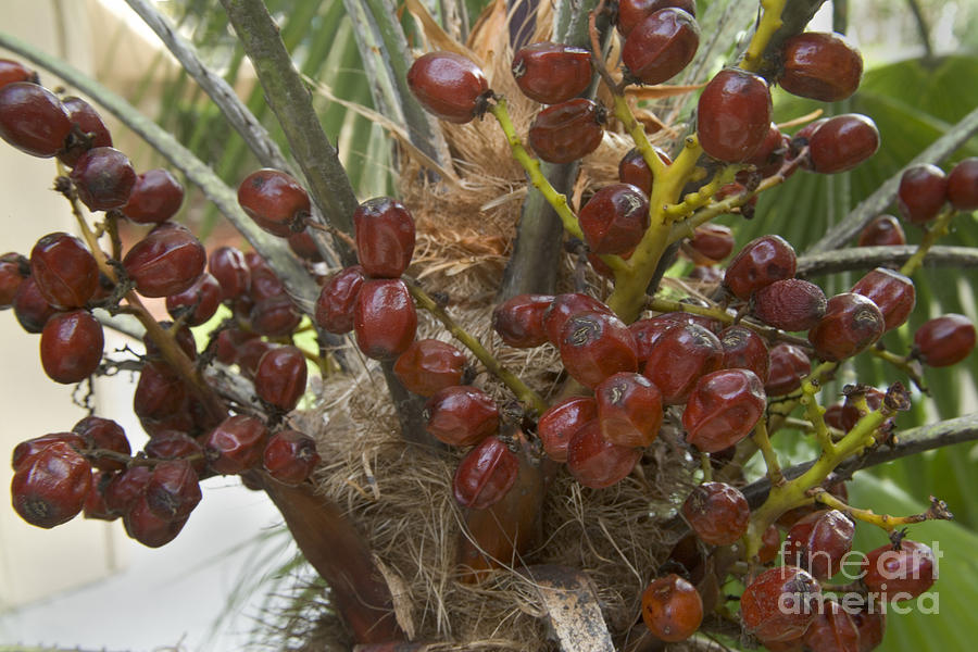 Saw Palmetto Berries Photograph by Inga Spence