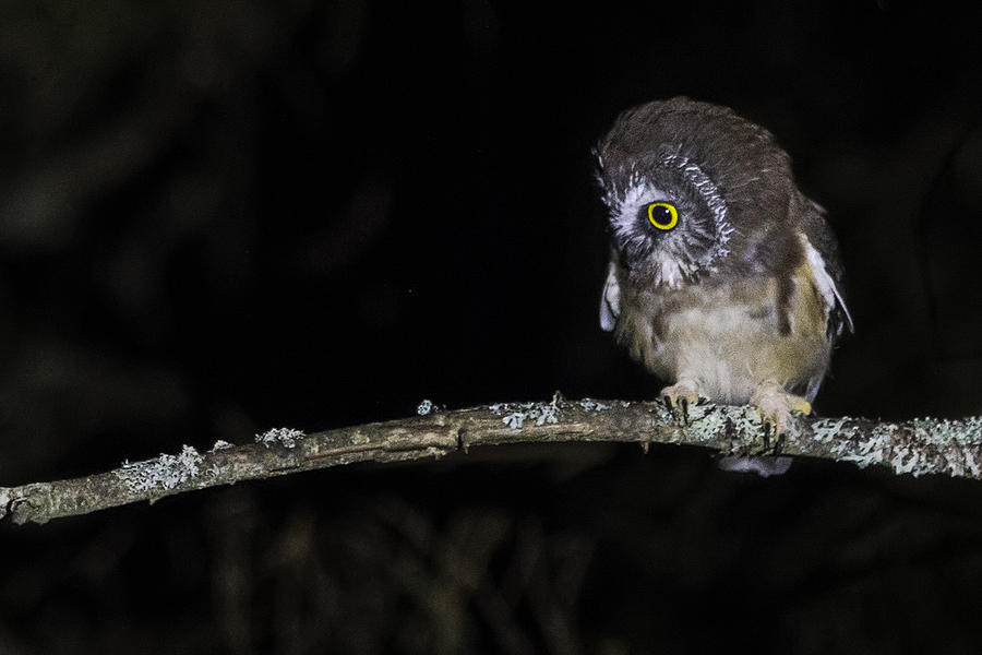 Saw Whet Owl Photograph by White Mountain Images