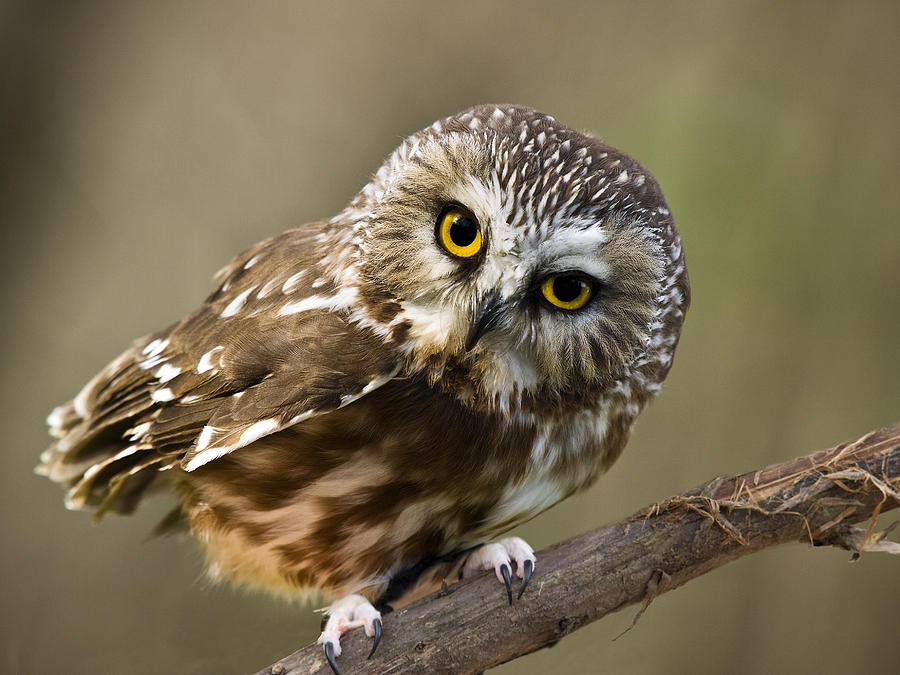 Saw-Whet Owl Photograph by Denise Saldana