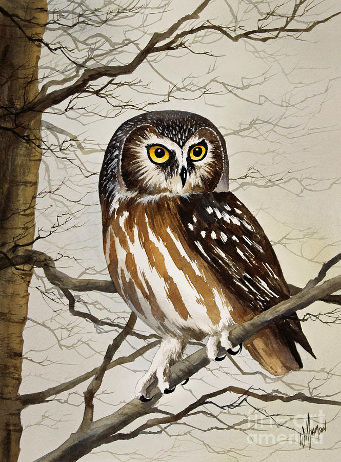 Saw Whet Owl Painting by James Williamson