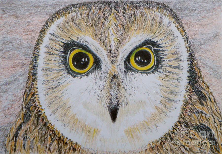 Saw Whet Owl Drawing by Yvonne Johnstone