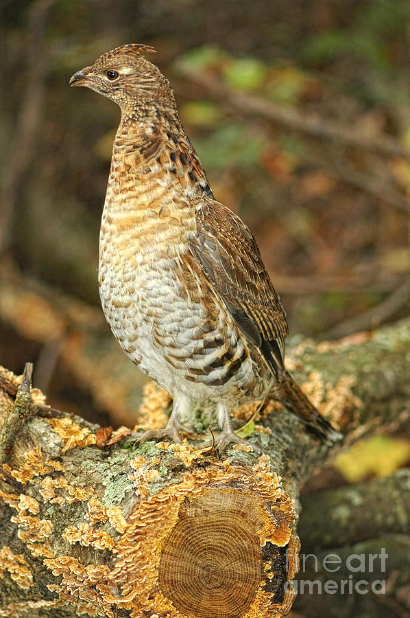 Sawed Log Ruffed Grouse Photograph by Timothy Flanigan - Fine Art America