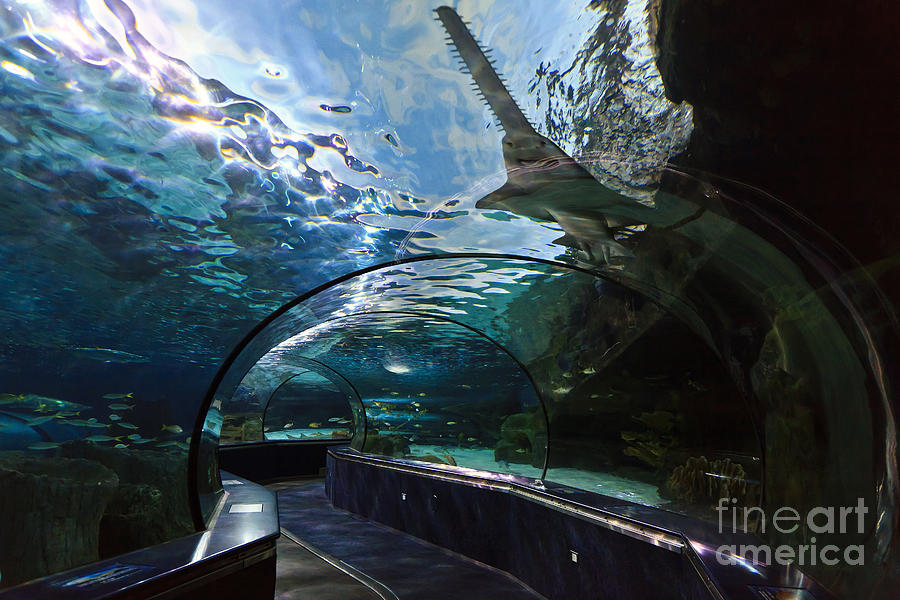 Sawfish in the Aquarium Photograph by Jill Lang