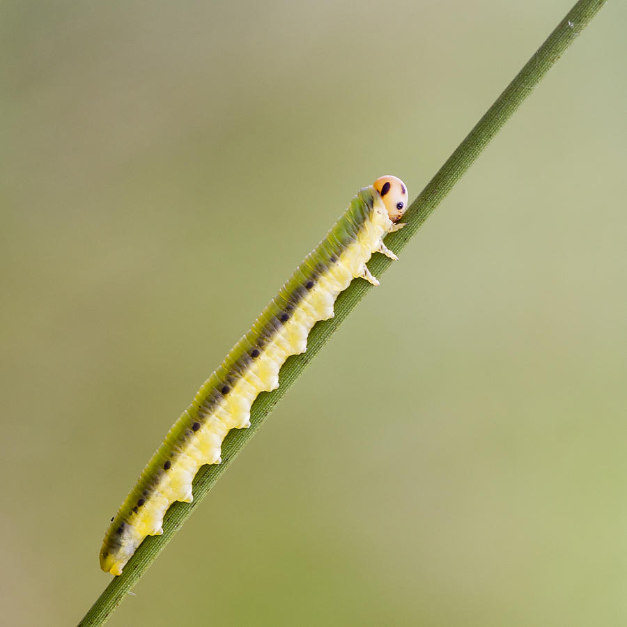 Sawfly larva  Photograph by Chris Smith
