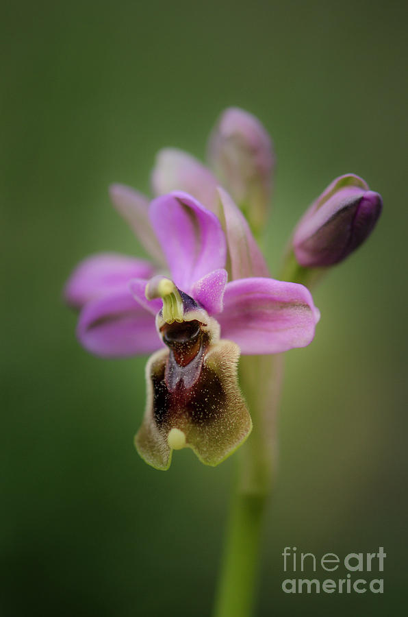 Sawfly orchid, Ophrys tenthredinifera Photograph by Perry Van Munster