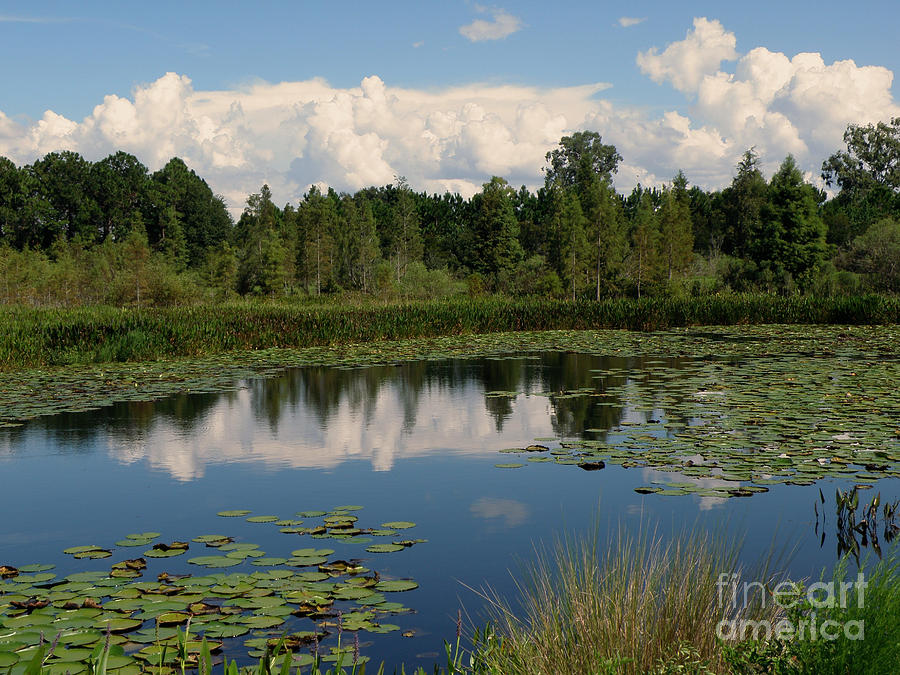 Sawgrass Lake Park in Florida Photograph by Rose  Hill