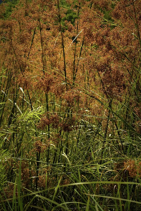 Sawgrass Photograph by Nadalyn Larsen