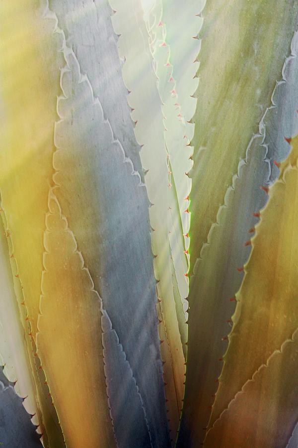 Nature Photograph - Sawtooth Agave Gold Light by Zayne Diamond Photographic Nature Photograph - Sawtooth Agave Gold Light by Zayne Diamond Photographic