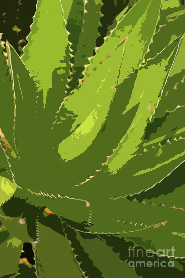 Sawtooth Leafed Aloe Vera Digital Art by Christiane Schulze Art And Photography